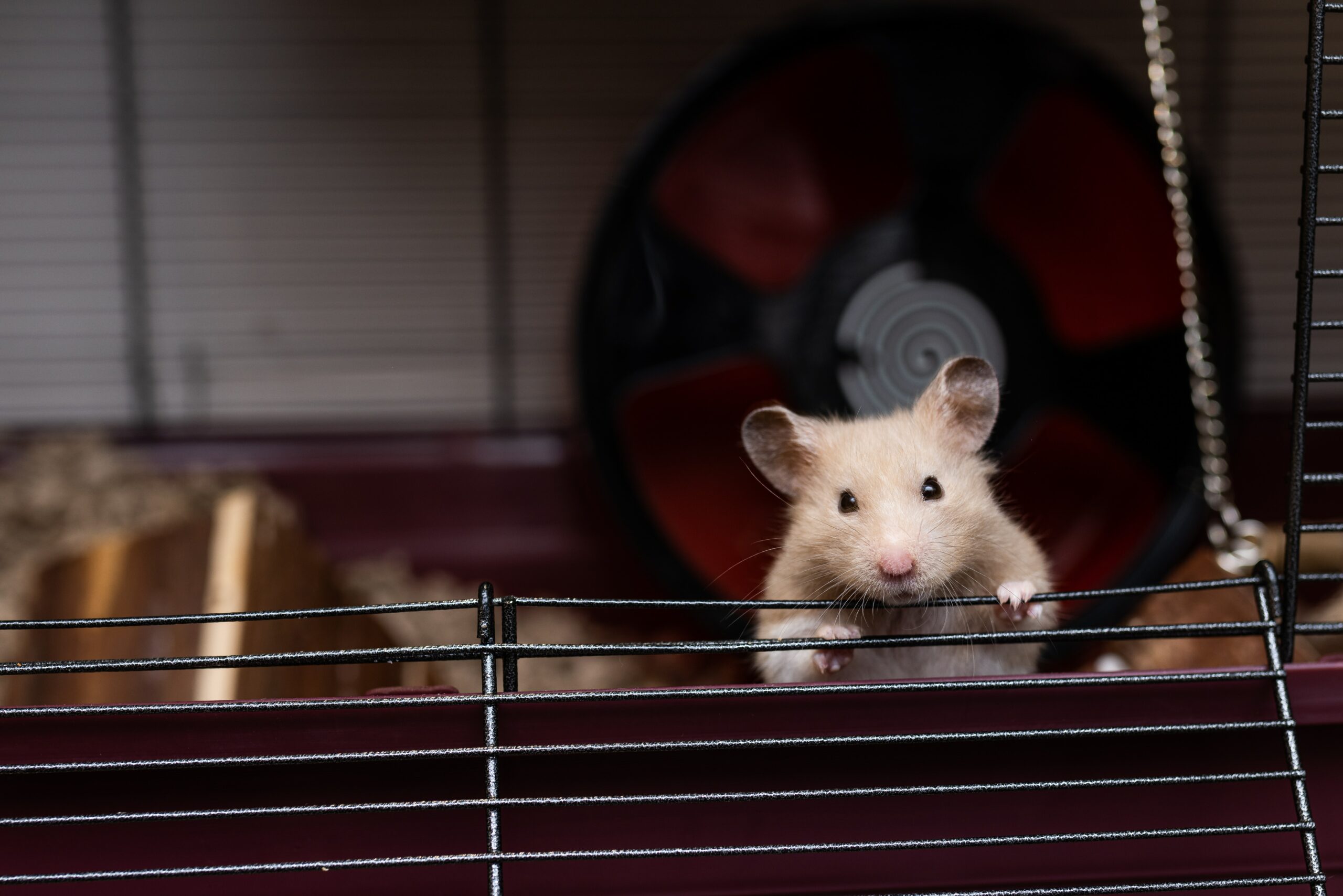 Hamster Tails: Can They Break?