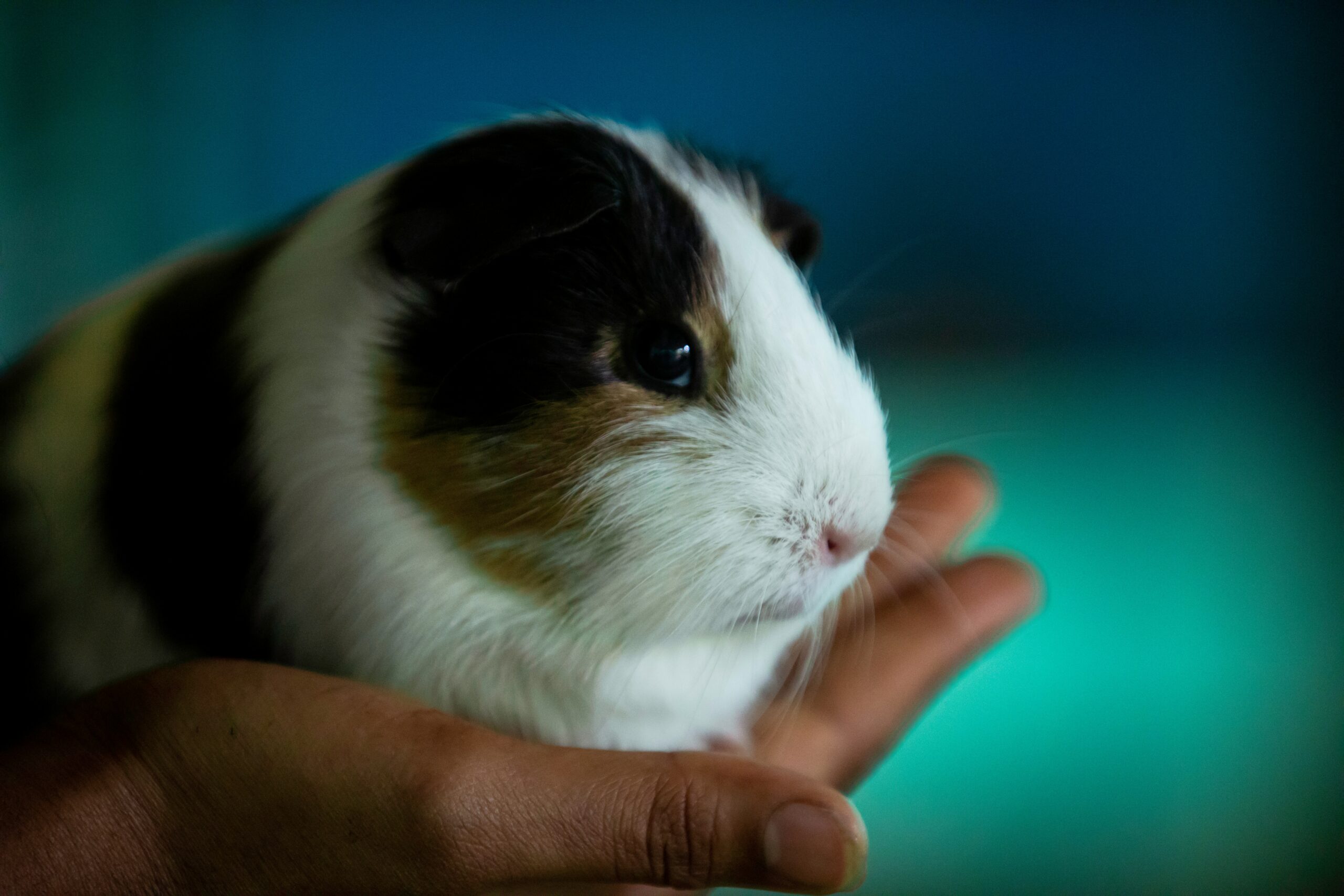 Do Hamsters Feel Pain When They Die?