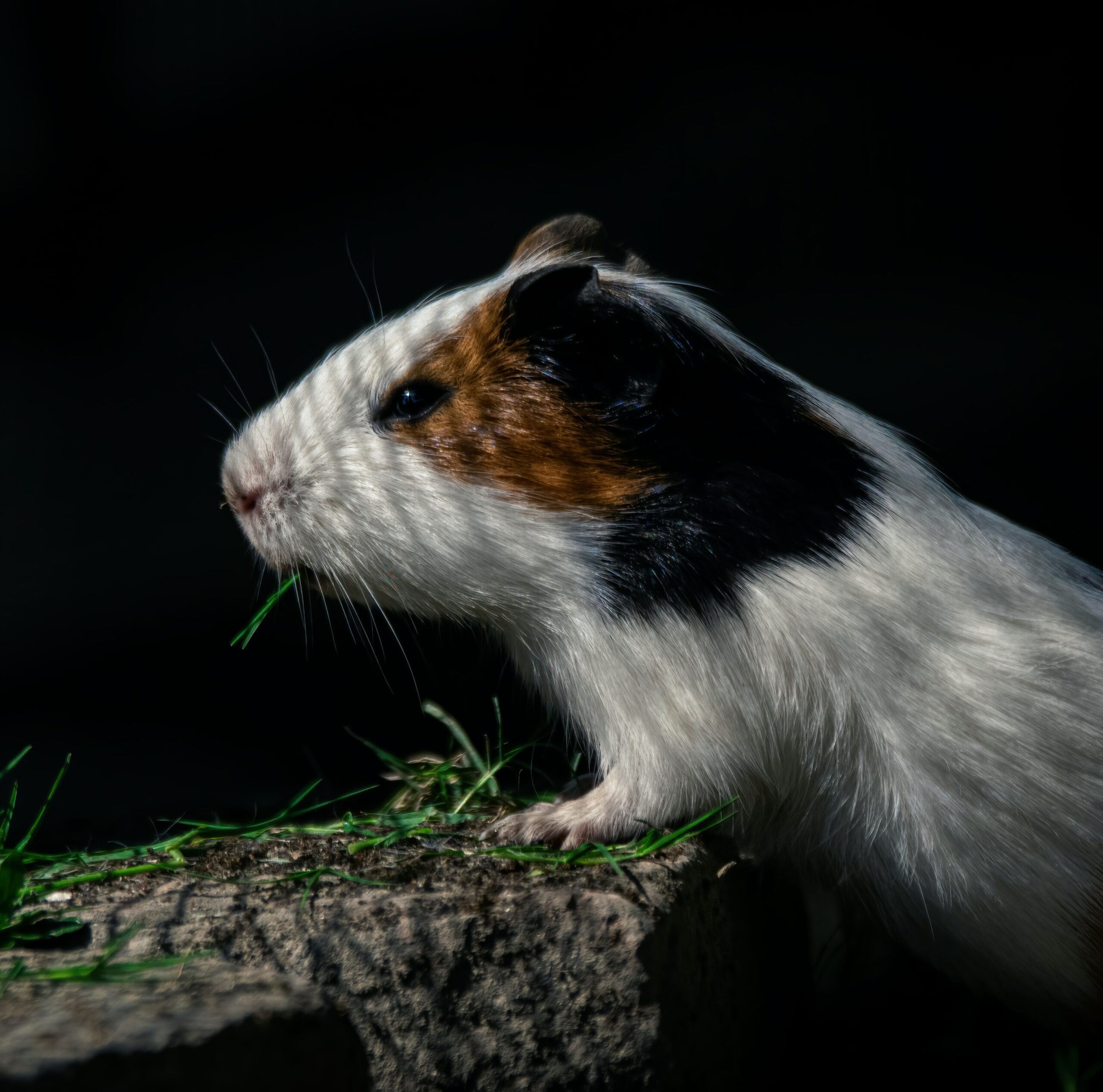 Can Hamsters Die of Boredom?