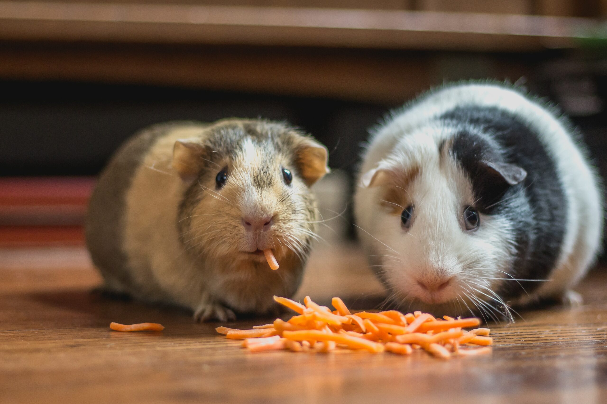 Do hamsters miss their owners?