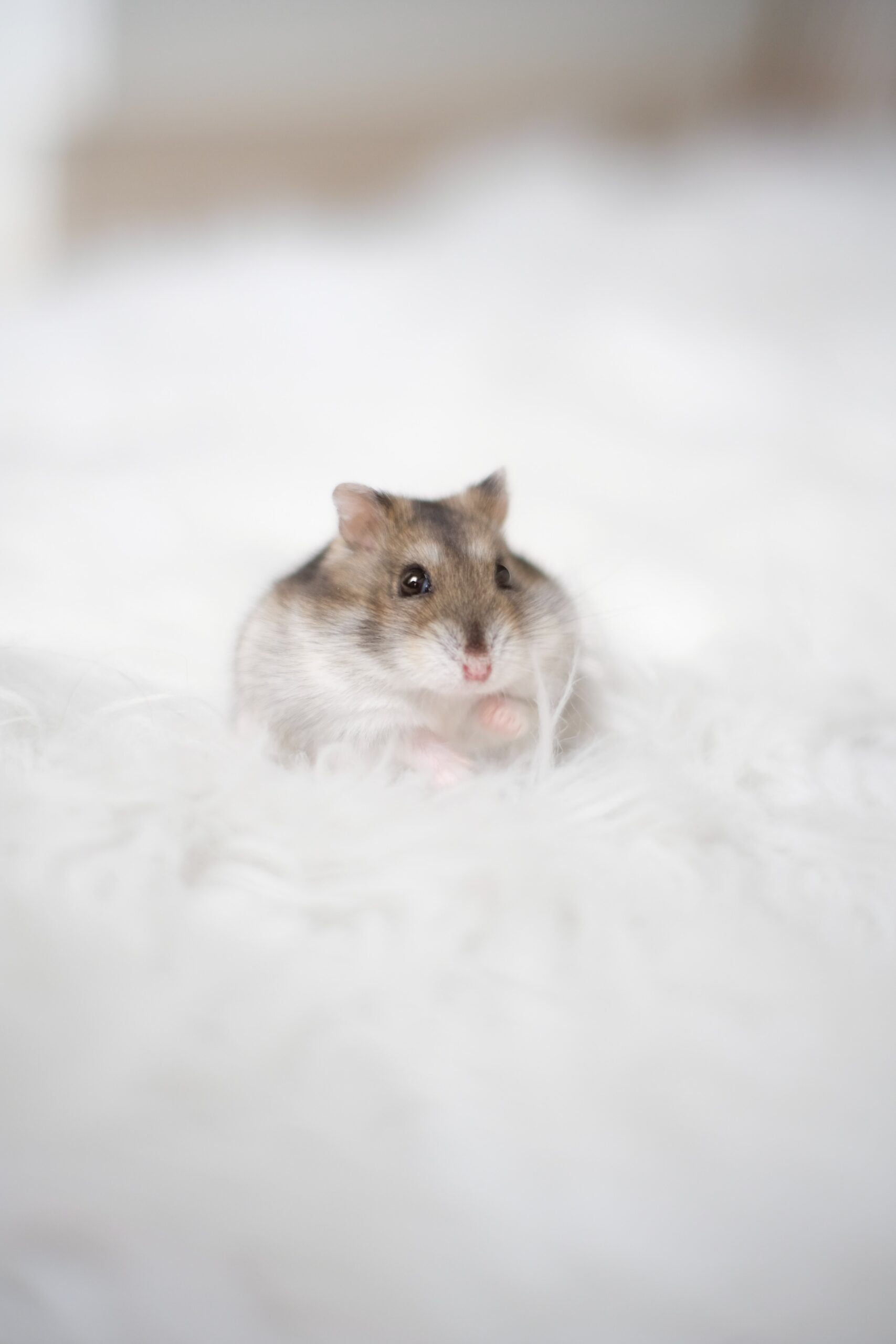 How long do Petsmart hamsters live?