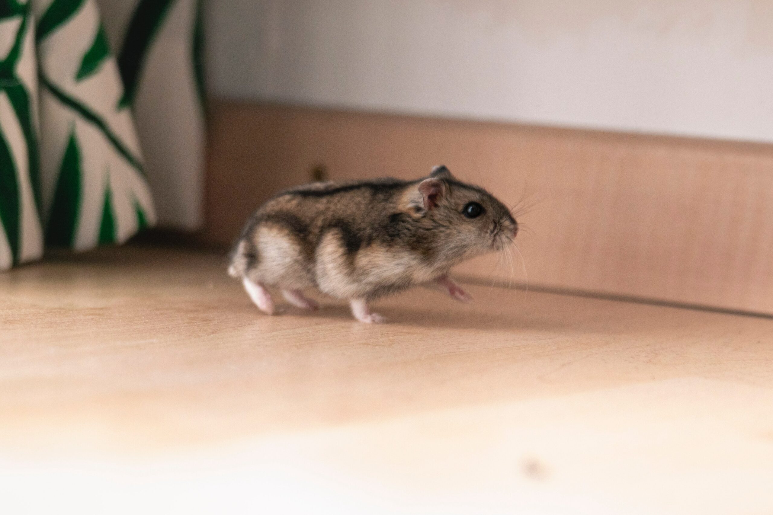 How do I get my hamster to exercise?