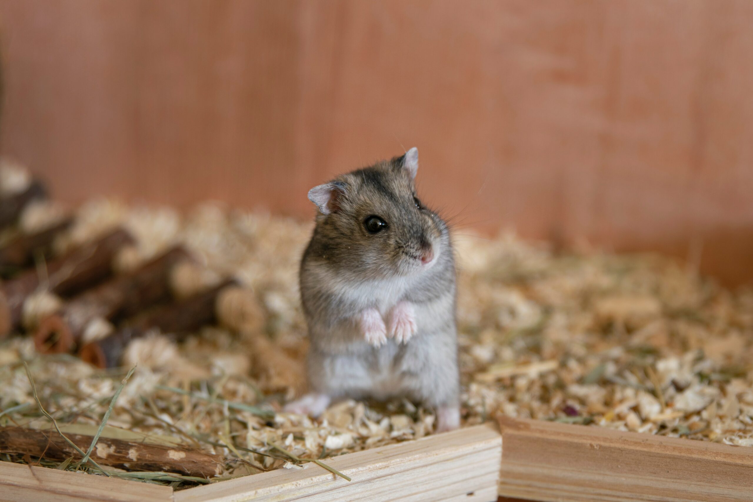 Should Syrian hamsters have a sand bath?