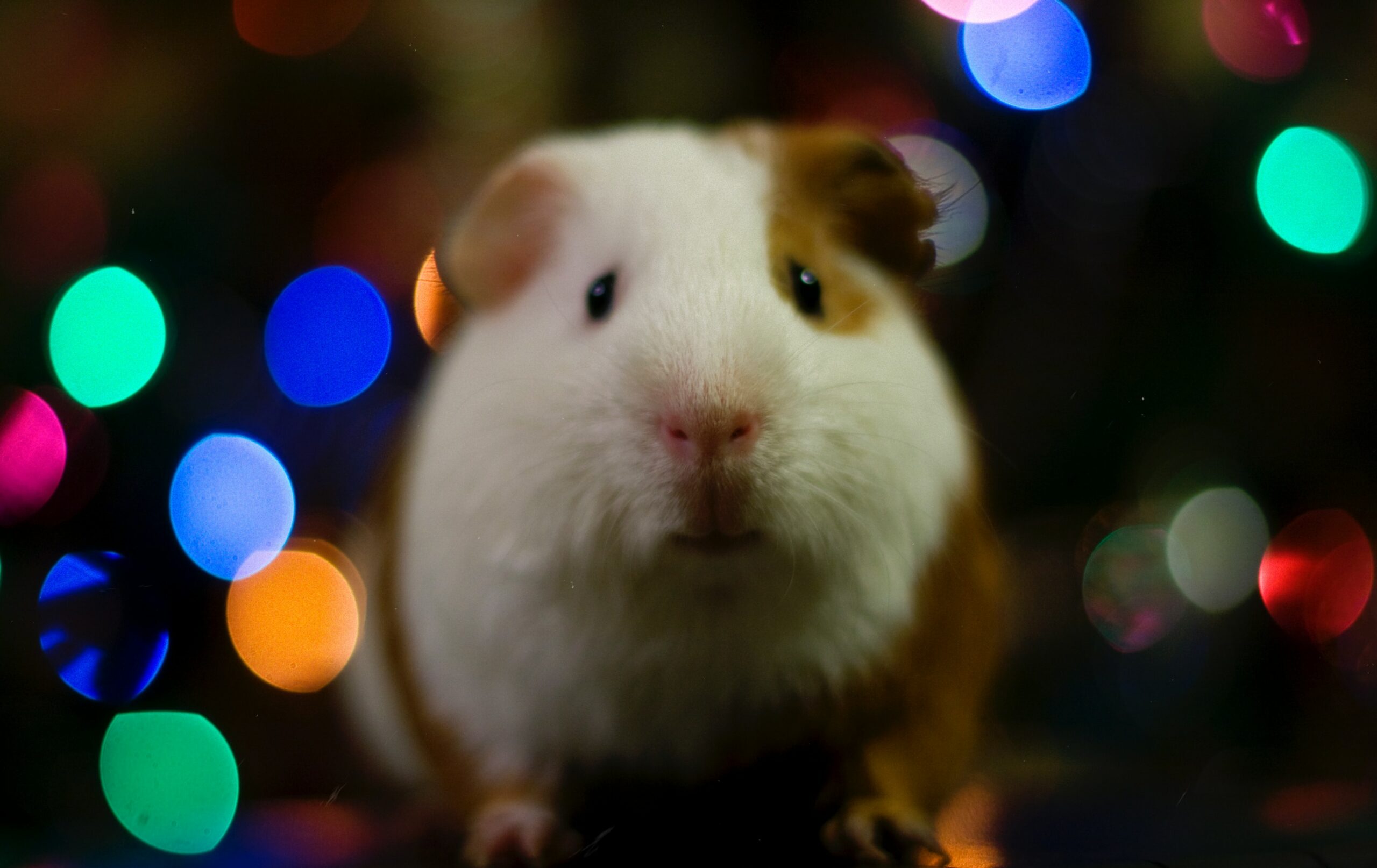 Do Hamsters feel pain when they fall?