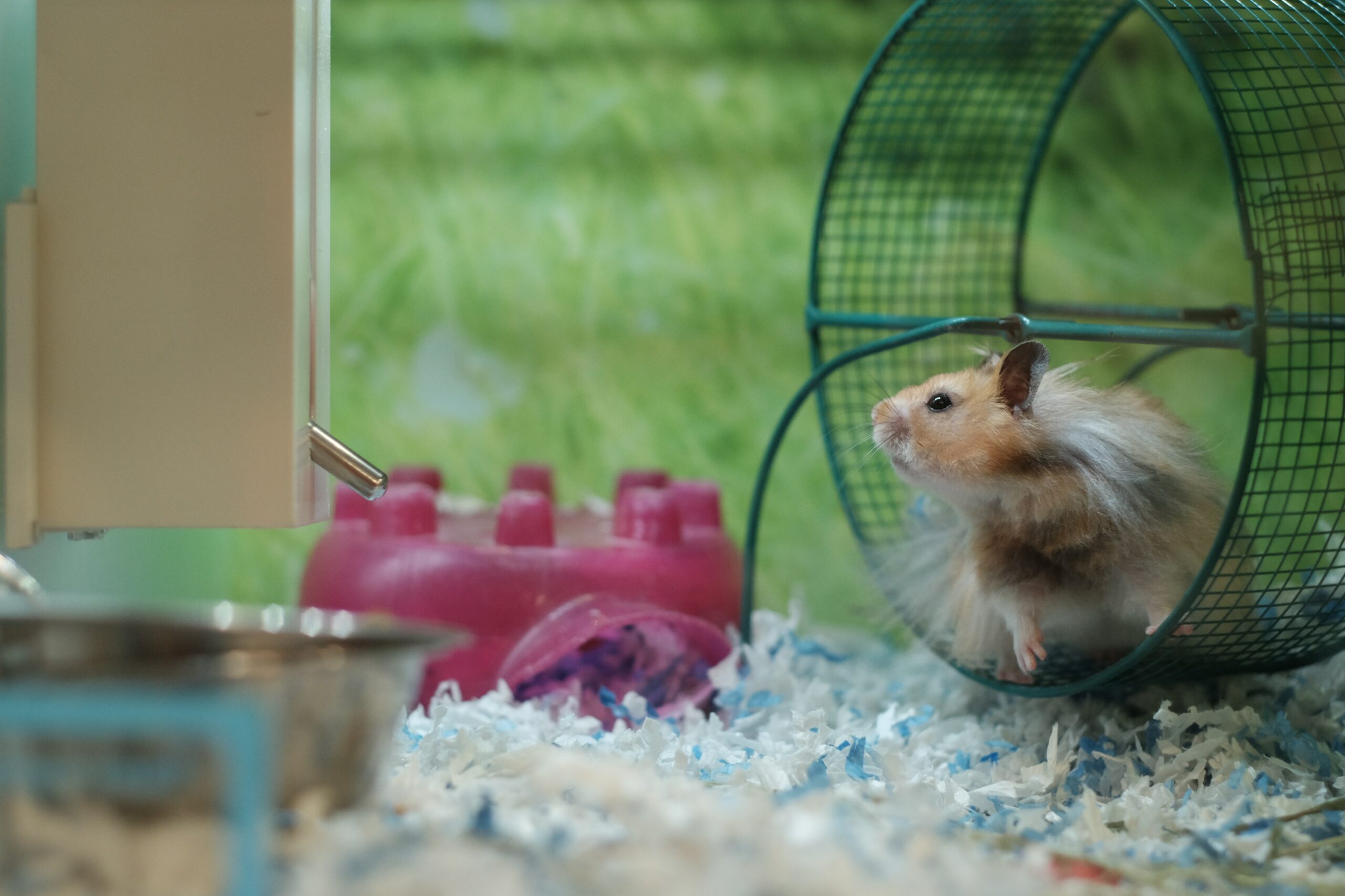 Do Syrian hamsters need a wheel?