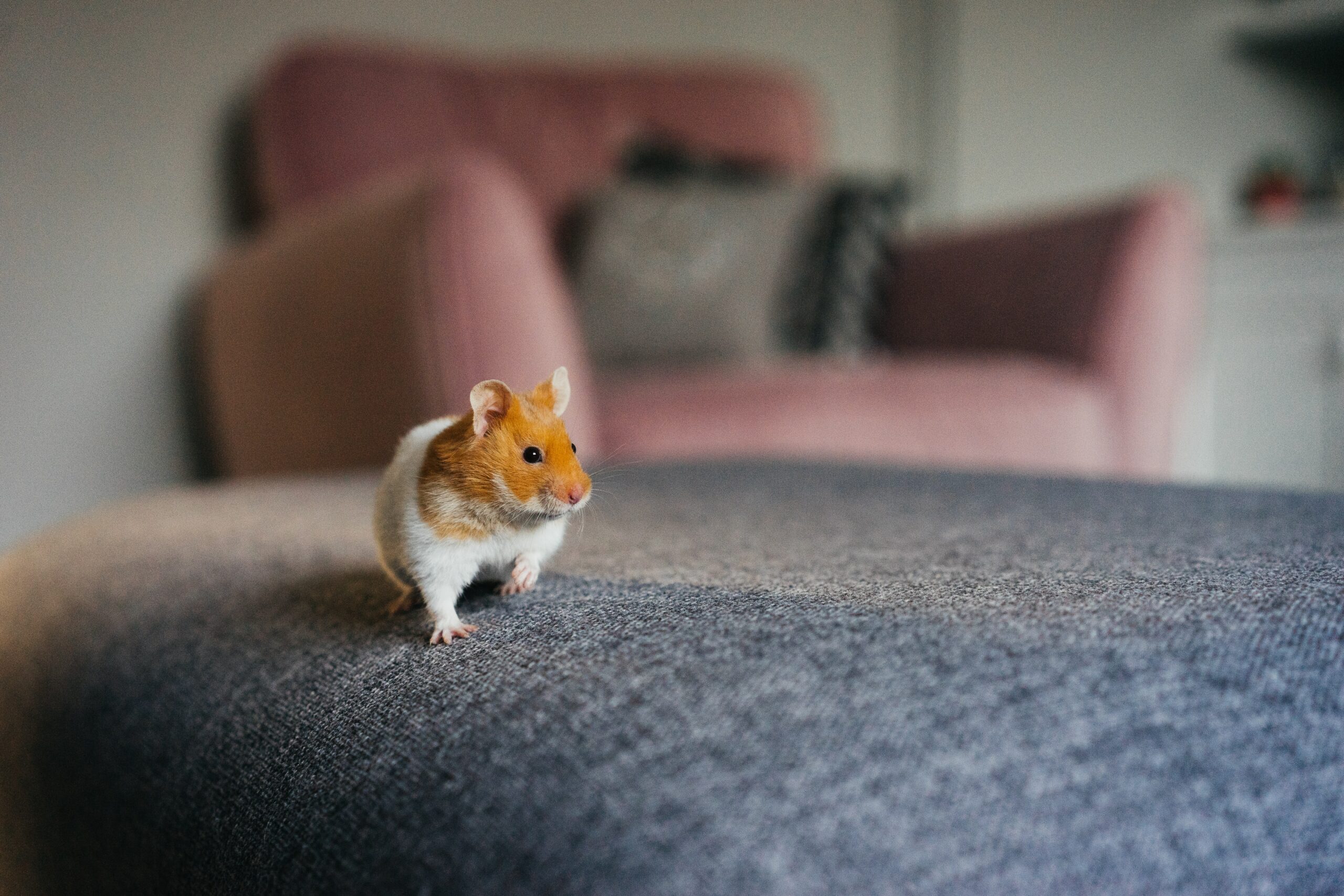 How can you tell how old your hamster is?