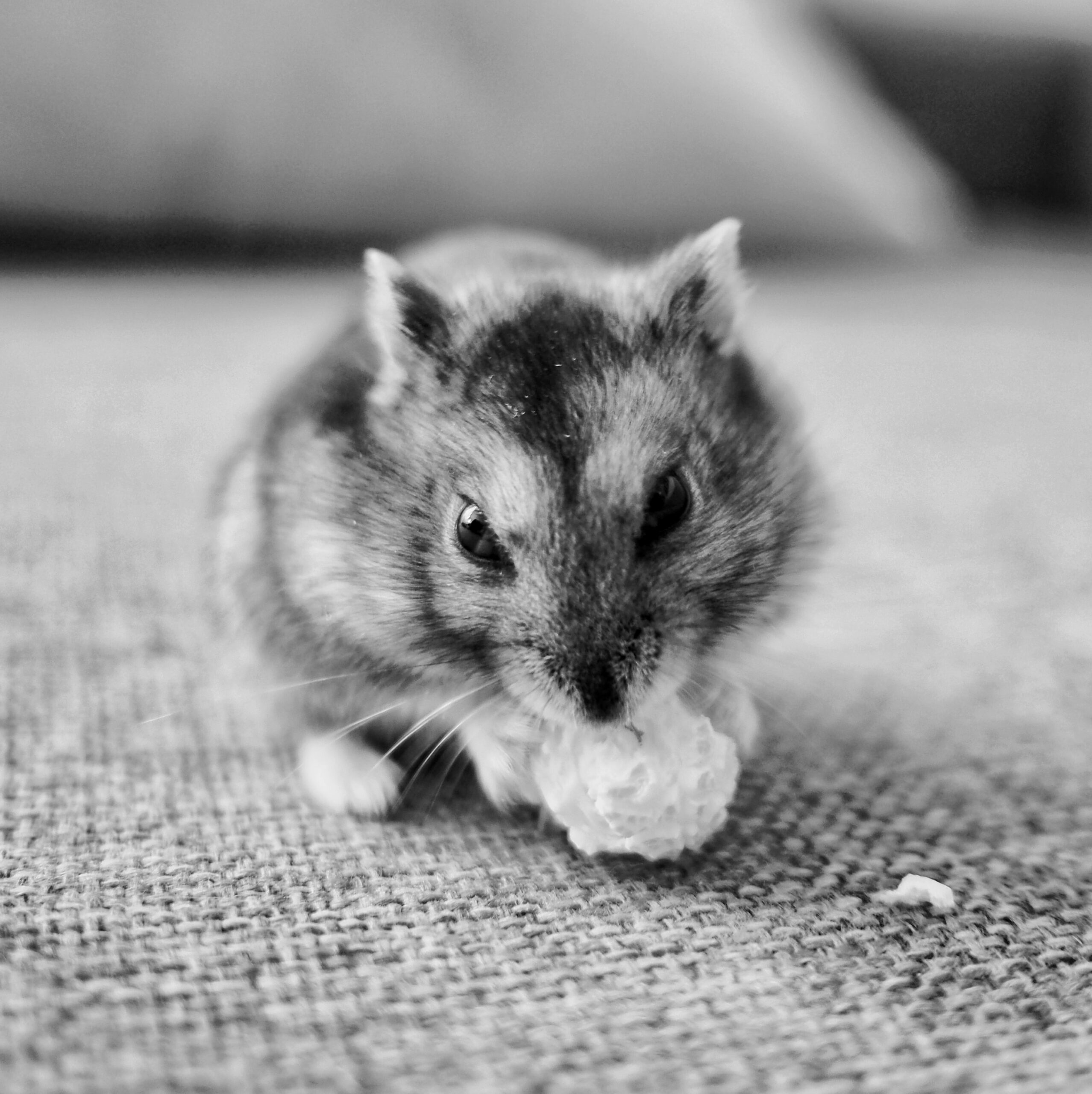Do Hamsters Know When They're Dying?