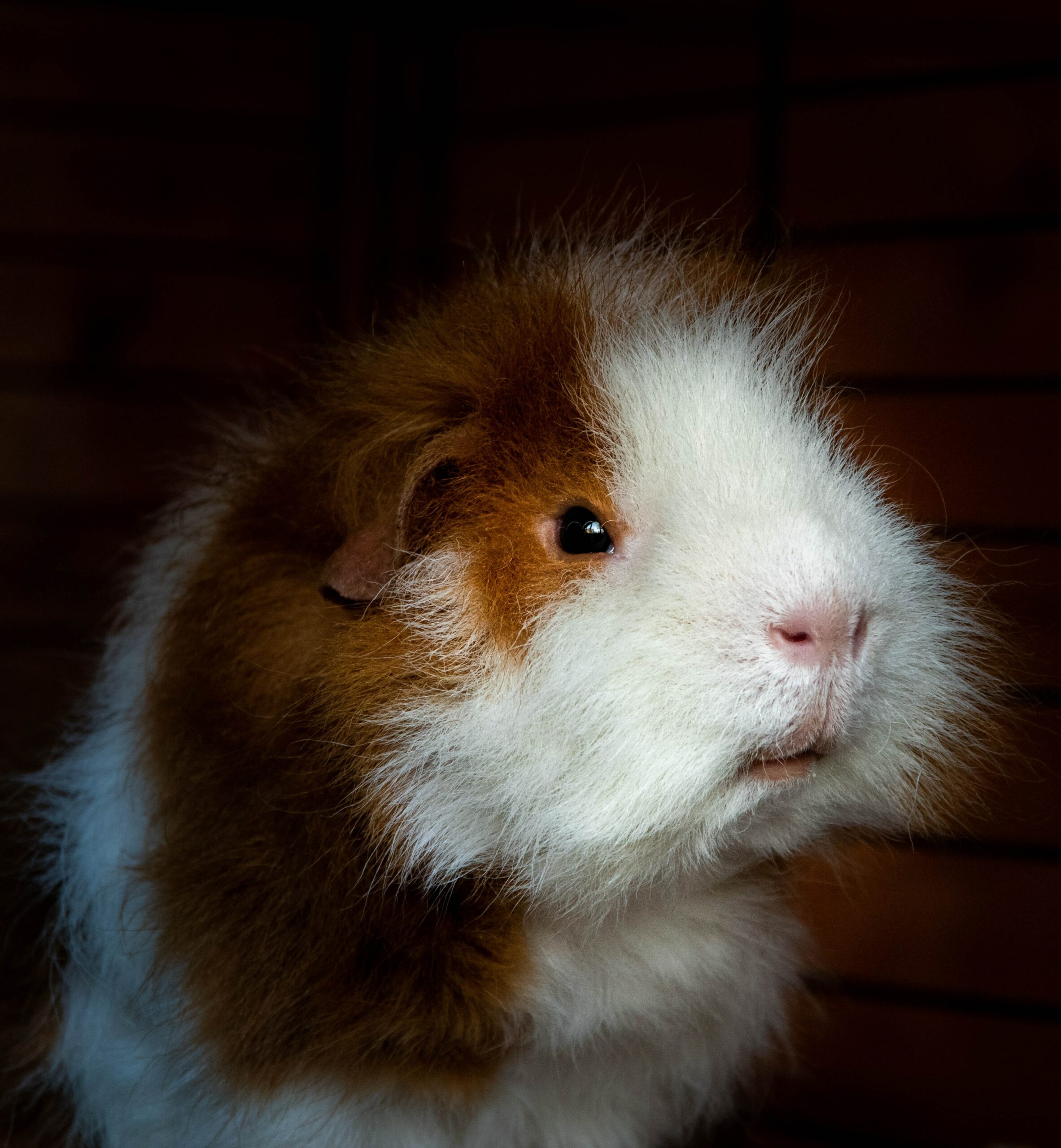 Hamster Flatulence: Do They Break Wind Like We Do?