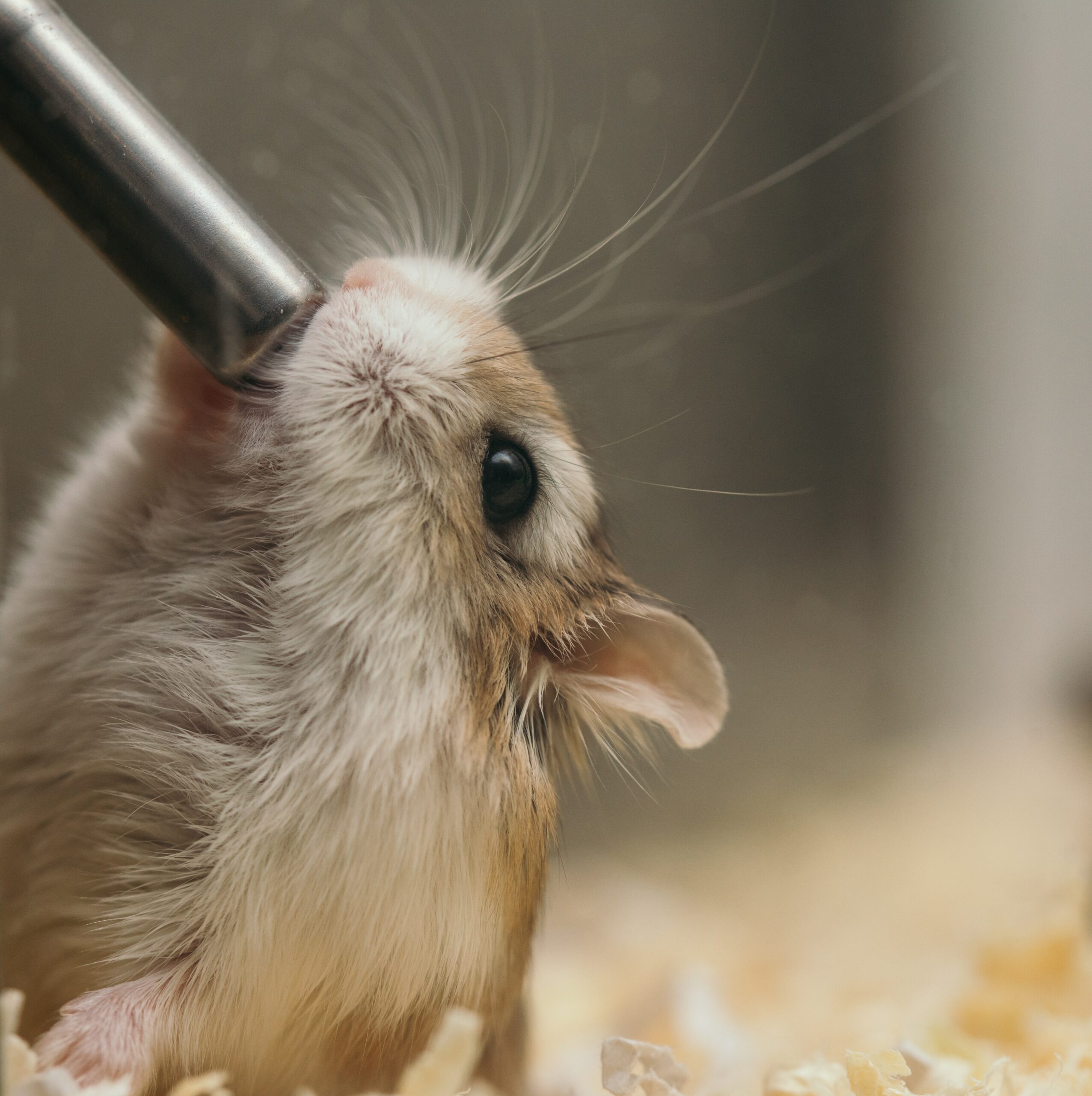 Do hamsters like to be kissed?
