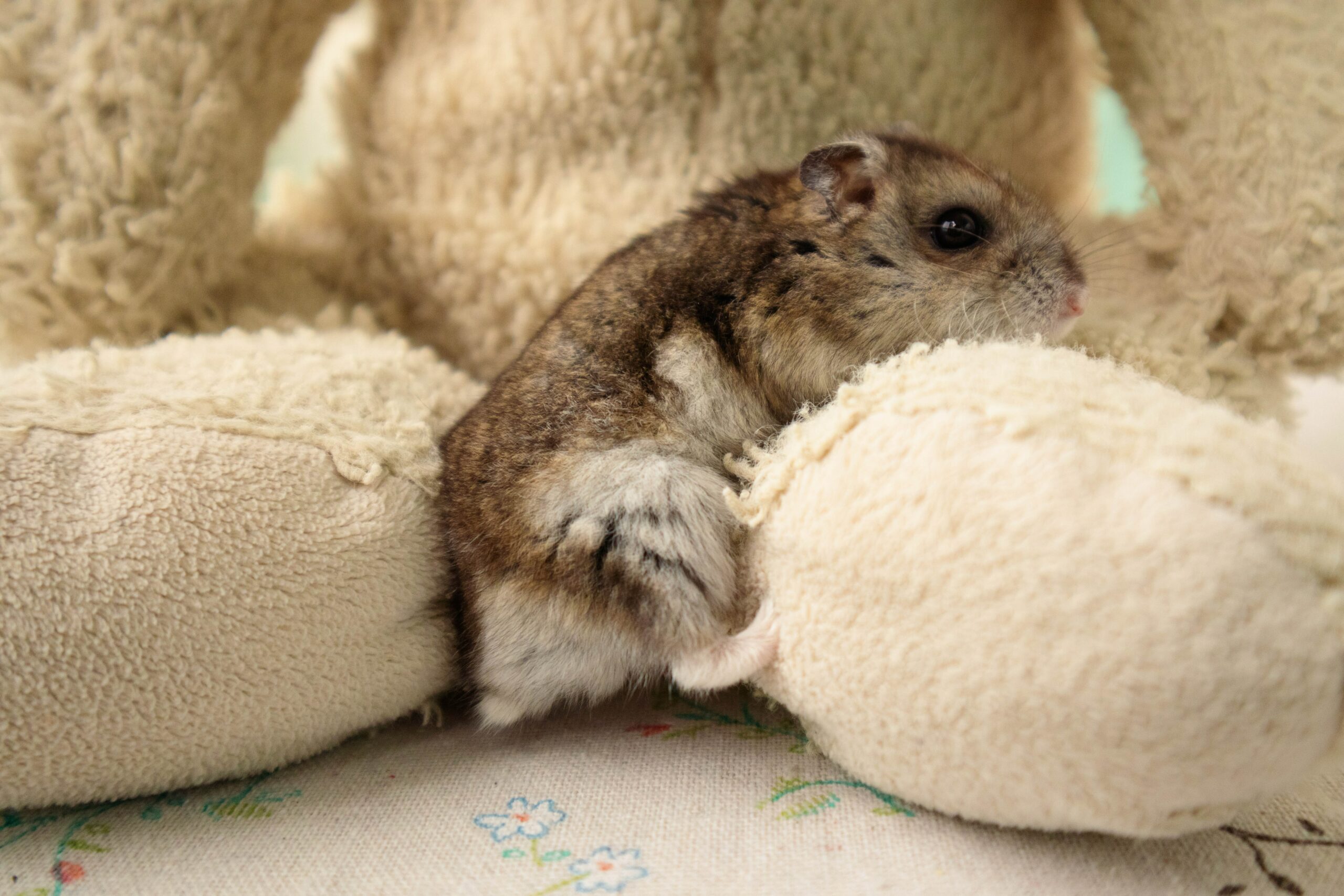 Can Hamsters Die of Fear?