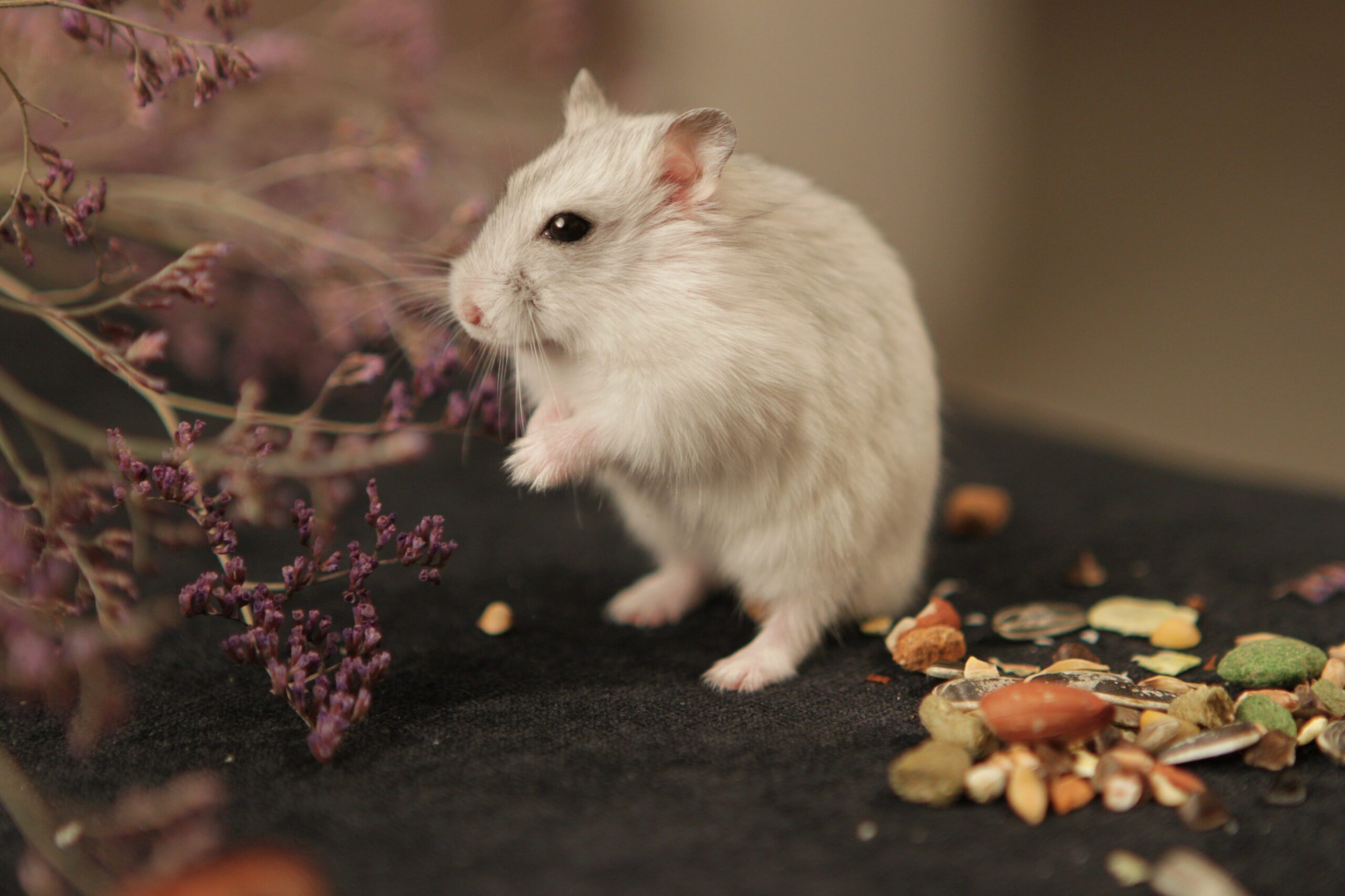 How Often Do Hamsters Eat Their Poop?