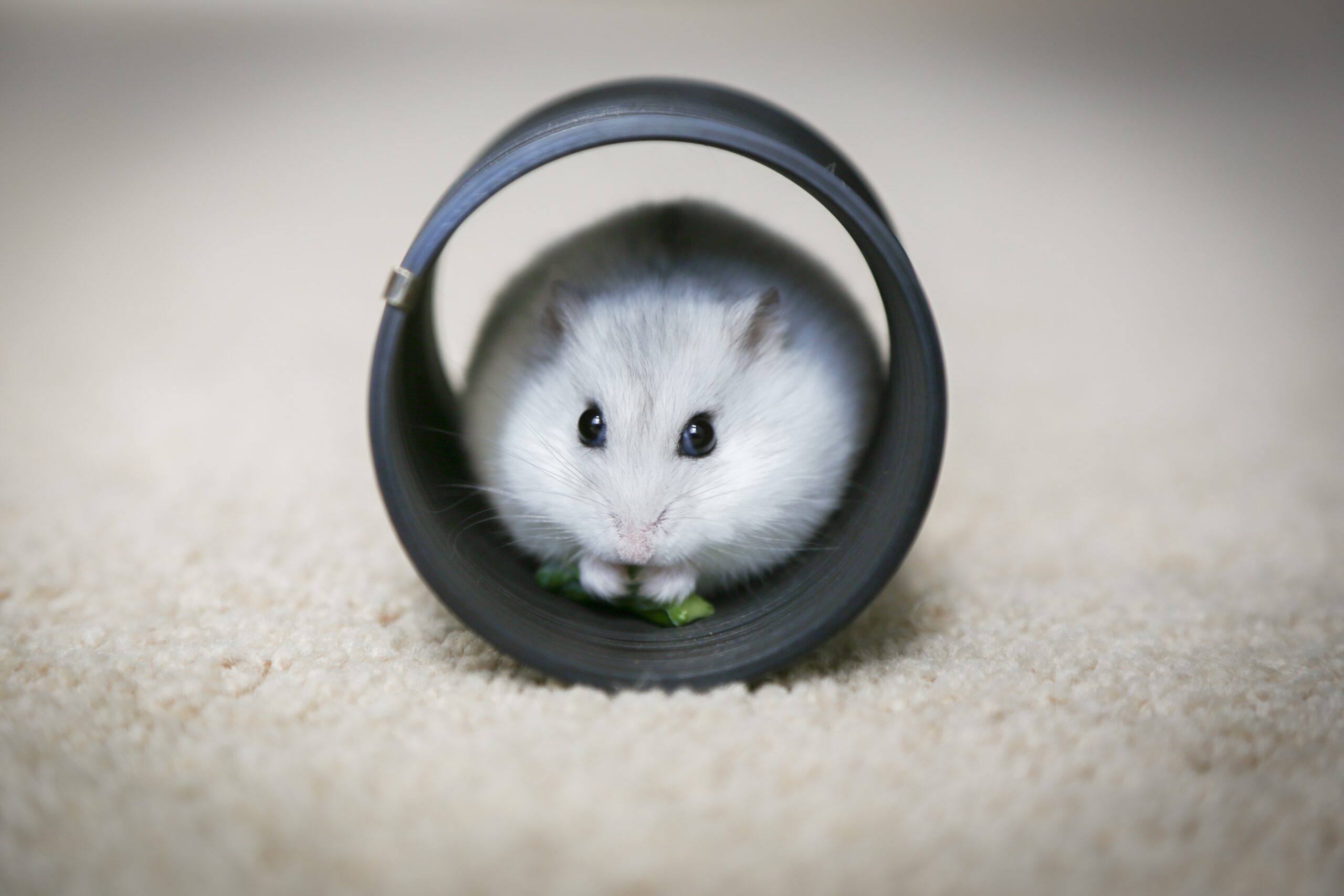 Can Hamsters Harm You?