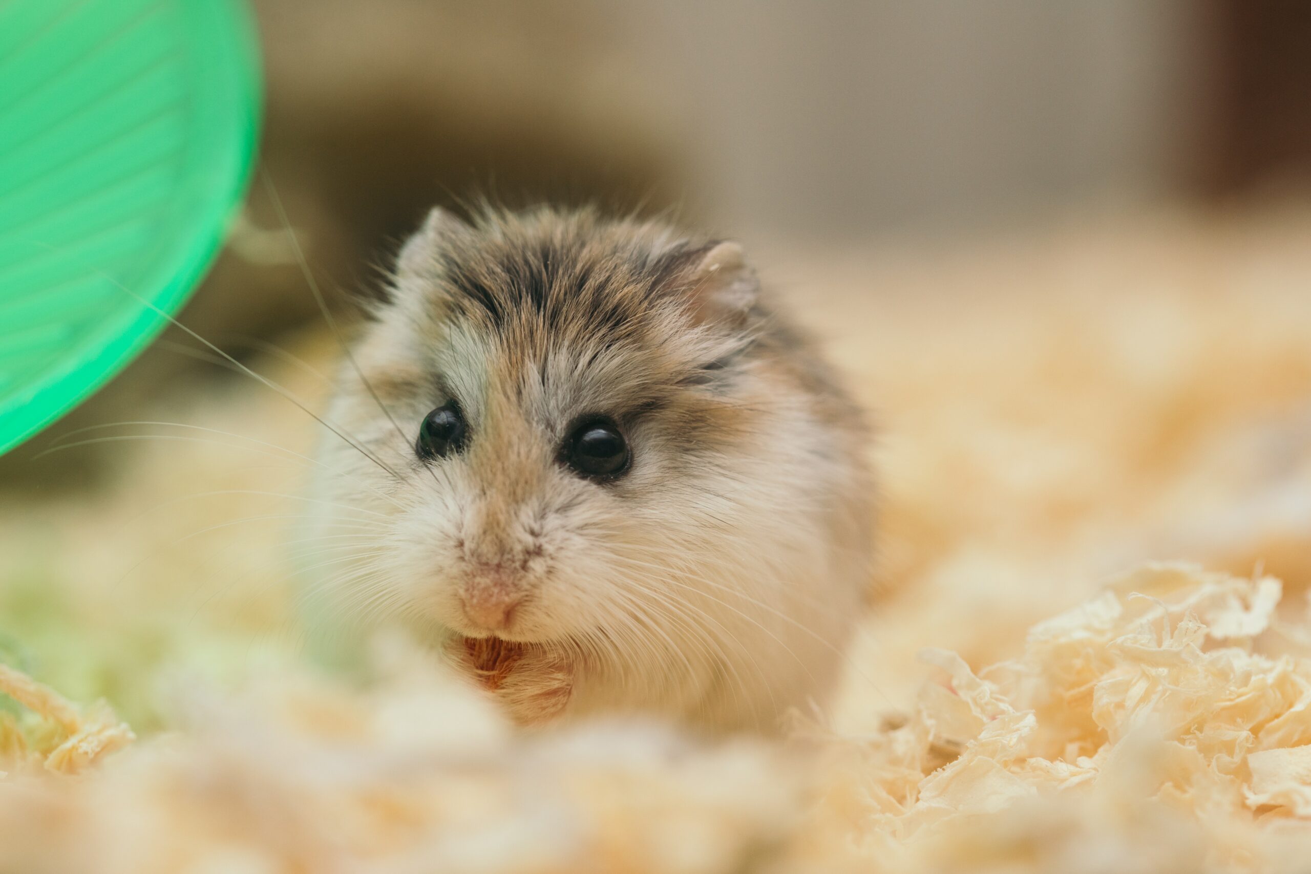 Do Hamsters Like Being in a Ball?
