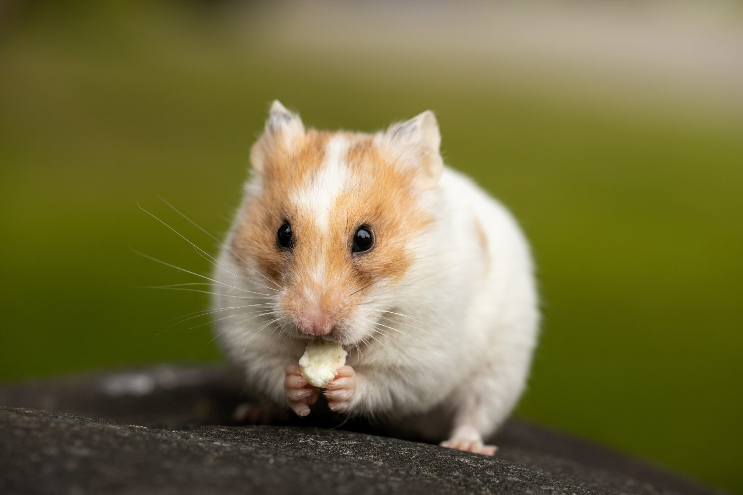 Should You Let a Hamster Out of Its Cage?