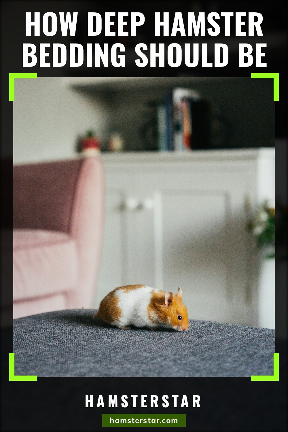 An orange and white Syrian hamster sniffs the gray fabric of a sofa cushion in a bright living room