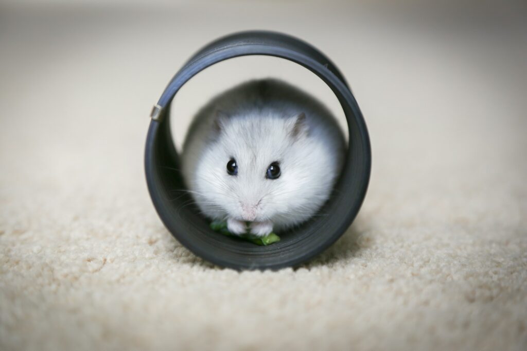 A white dwarf hamster shelters inside a short black tube on a bare carpet floor