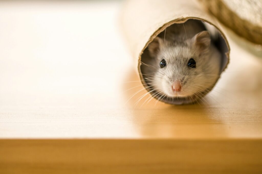 A small gray and white hamster peeks out of a cardboard tube lying on a wooden table
