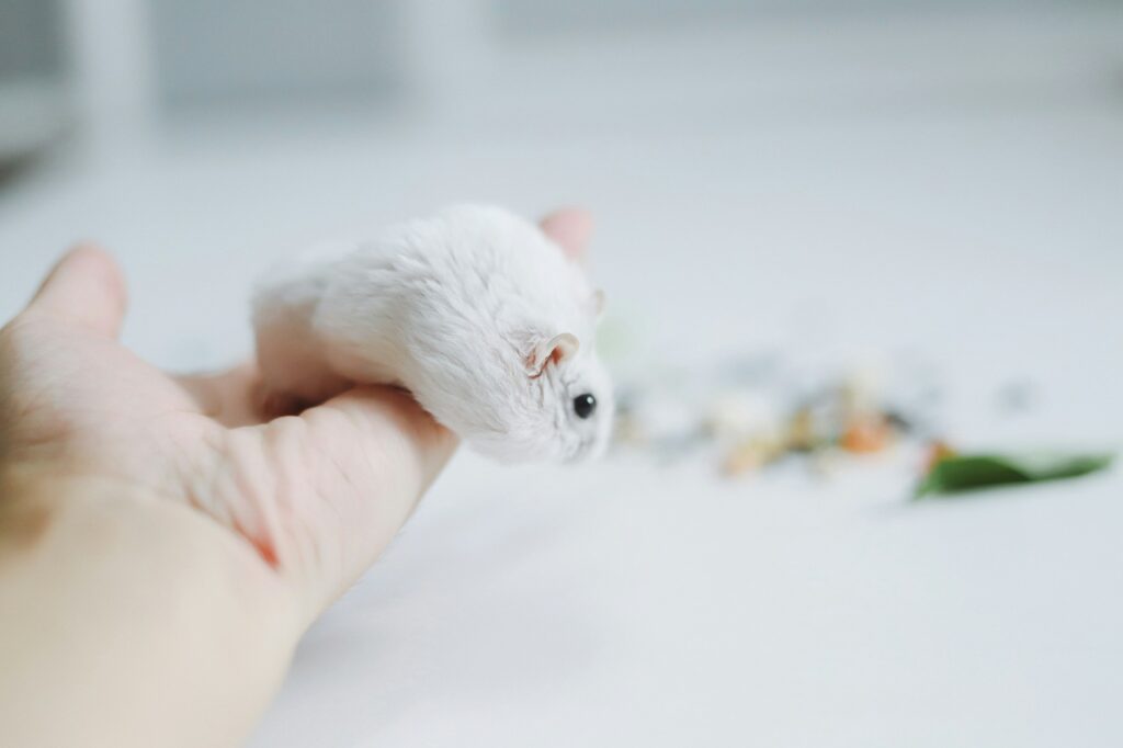 A white dwarf hamster rests on a person's open hand over a white table with seeds blurred behind it