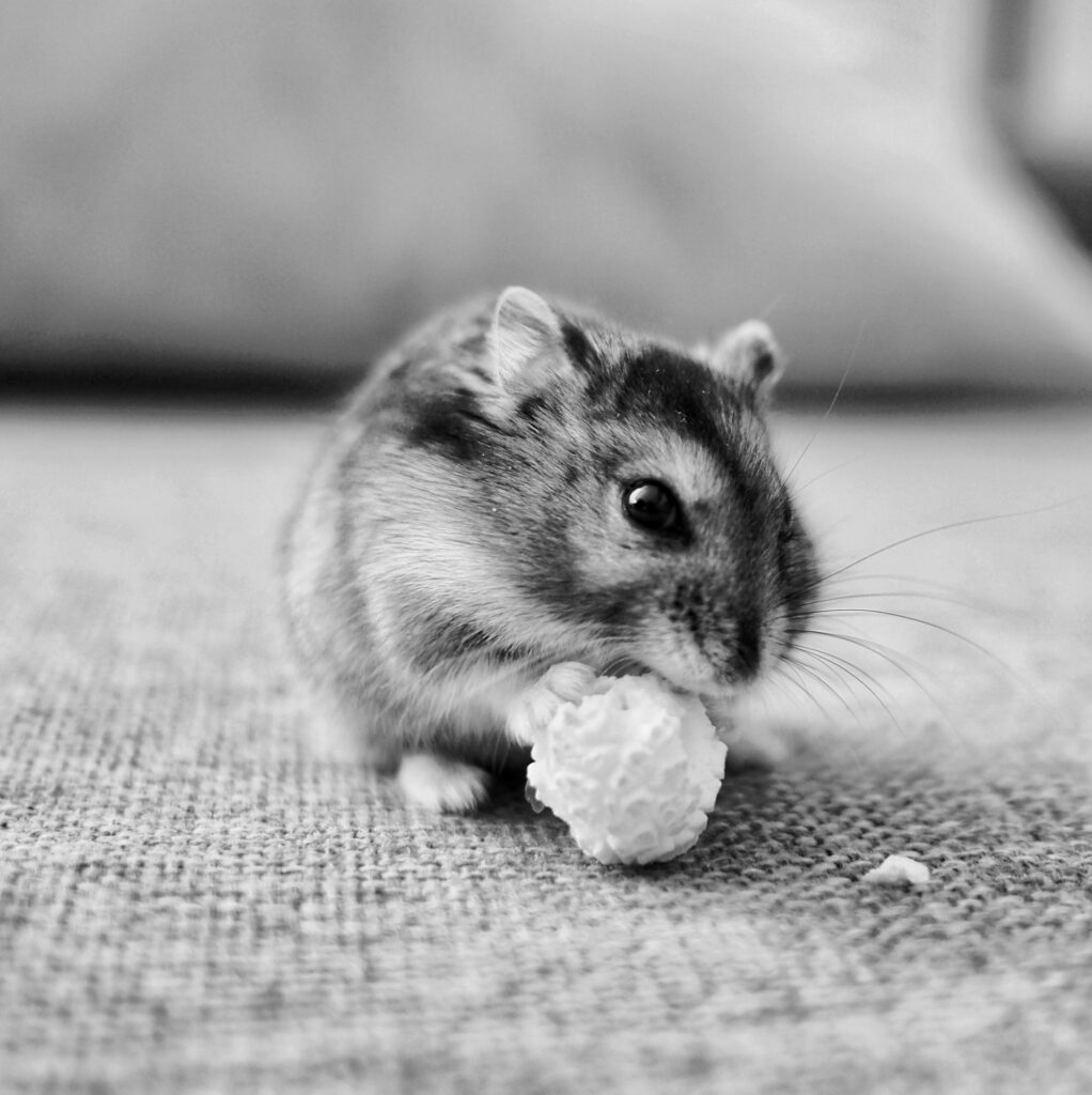 Black and white close-up of a dwarf hamster holding a piece of food to its mouth, its cheeks rounded out