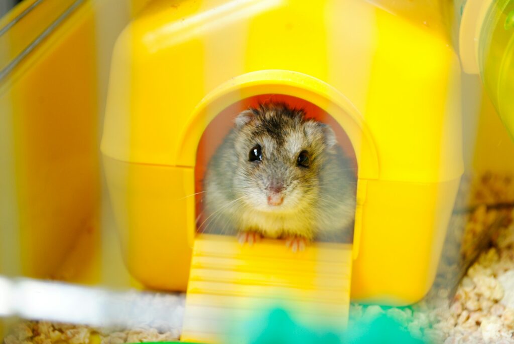 A gray dwarf hamster sits in the doorway of a yellow plastic hamster house above wood shavings in its cage