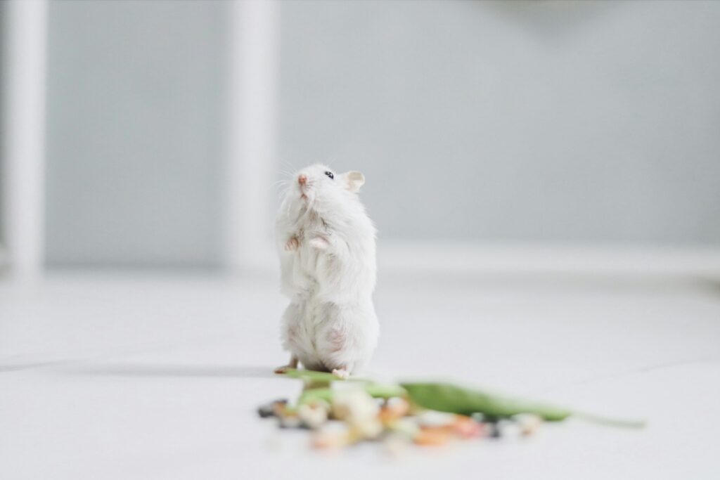 A white dwarf hamster stands on its hind legs beside a scatter of seeds, dried fruit and a green leaf on a white floor