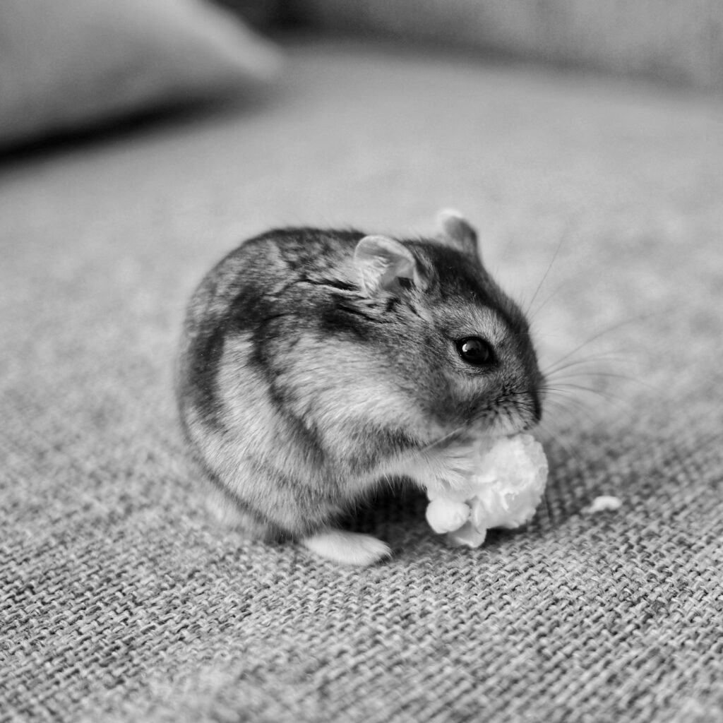 Black and white photo of a dwarf hamster on a woven couch holding a piece of food in its front paws