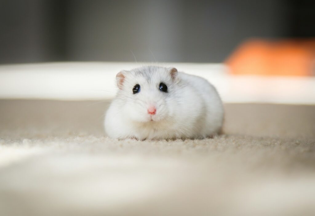 A small white dwarf hamster sits on a pale carpet and looks straight at the camera
