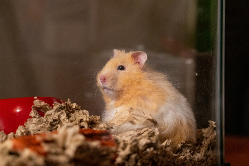 A long-haired golden Syrian hamster sits up in paper bedding inside a glass tank beside a red food bowl