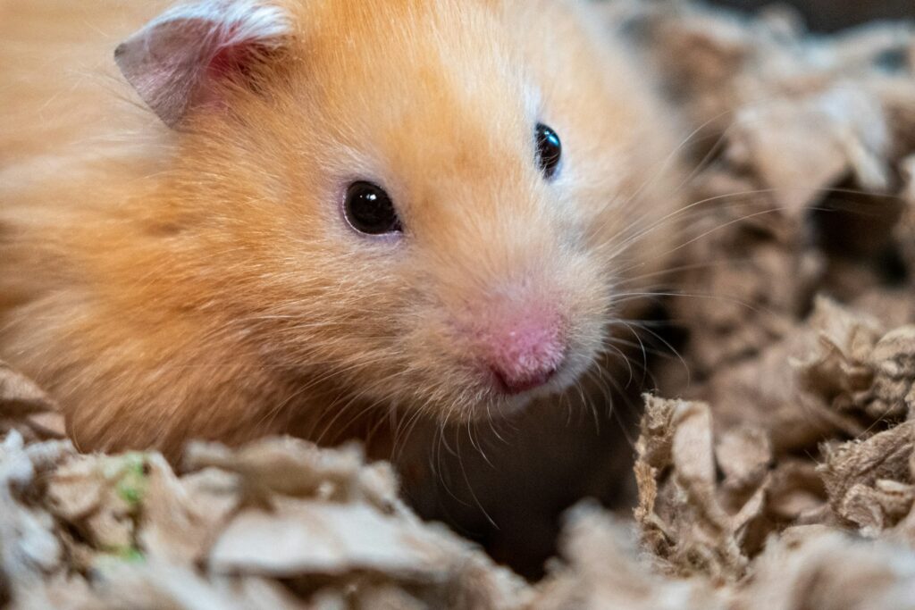 A long-haired golden Syrian hamster pokes its head up out of crinkled paper bedding