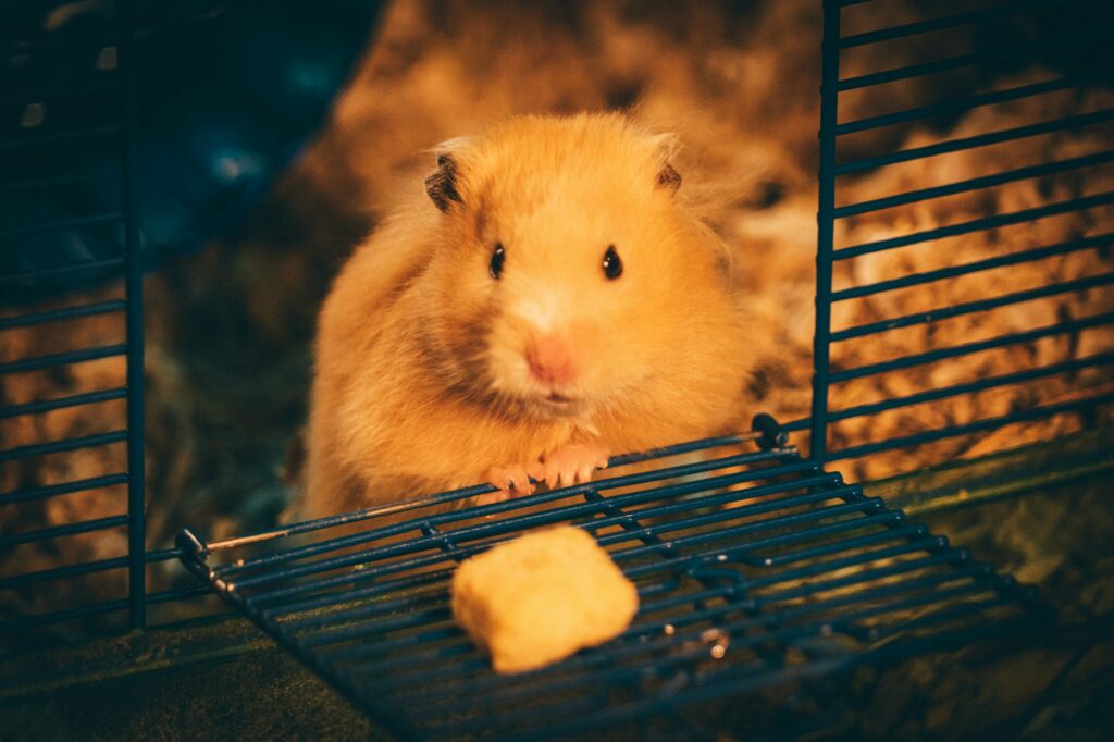 A fluffy orange Syrian hamster stands at the open door of its wire cage behind a small piece of food on the door grate