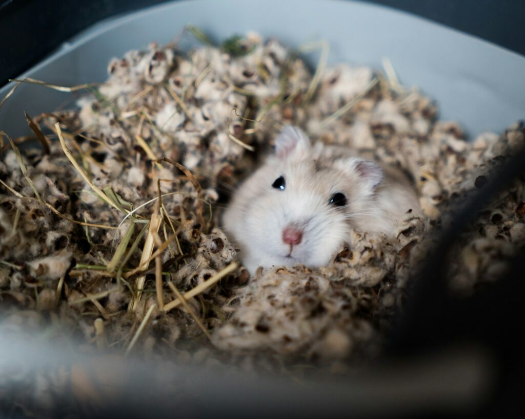 A dwarf hamster nestled in a pile of paper bedding mixed with strands of hay