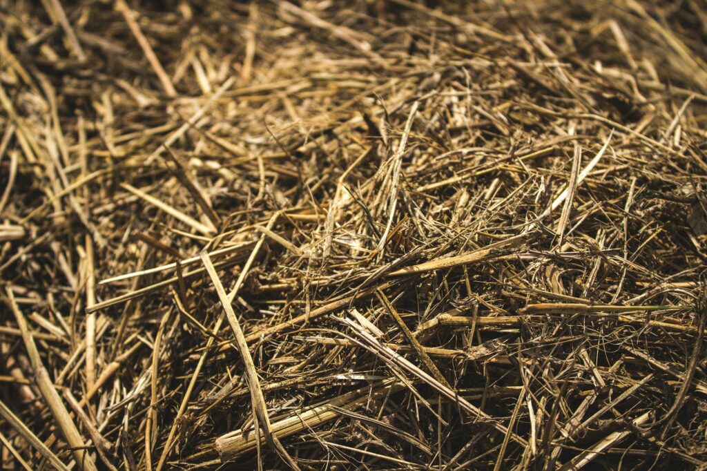 A close view of dry golden hay stalks piled loosely together