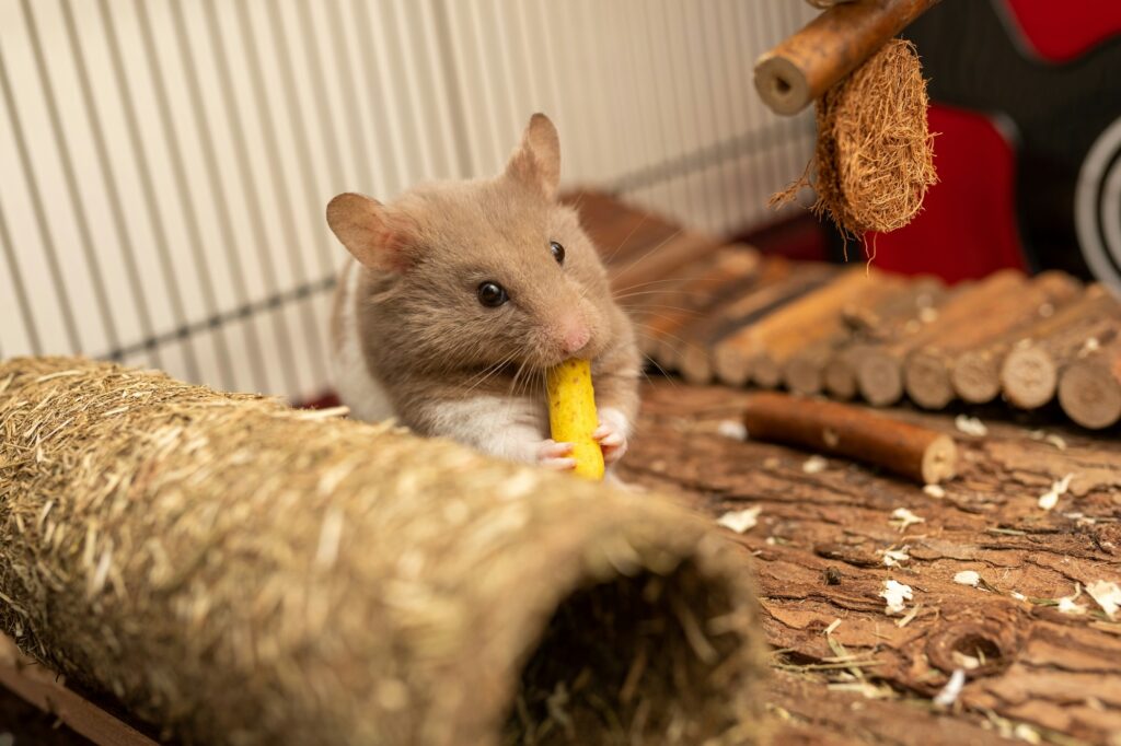 A gray-brown hamster holds a yellow chew stick in its front paws in a barred cage with a hay tunnel and a wooden bridge