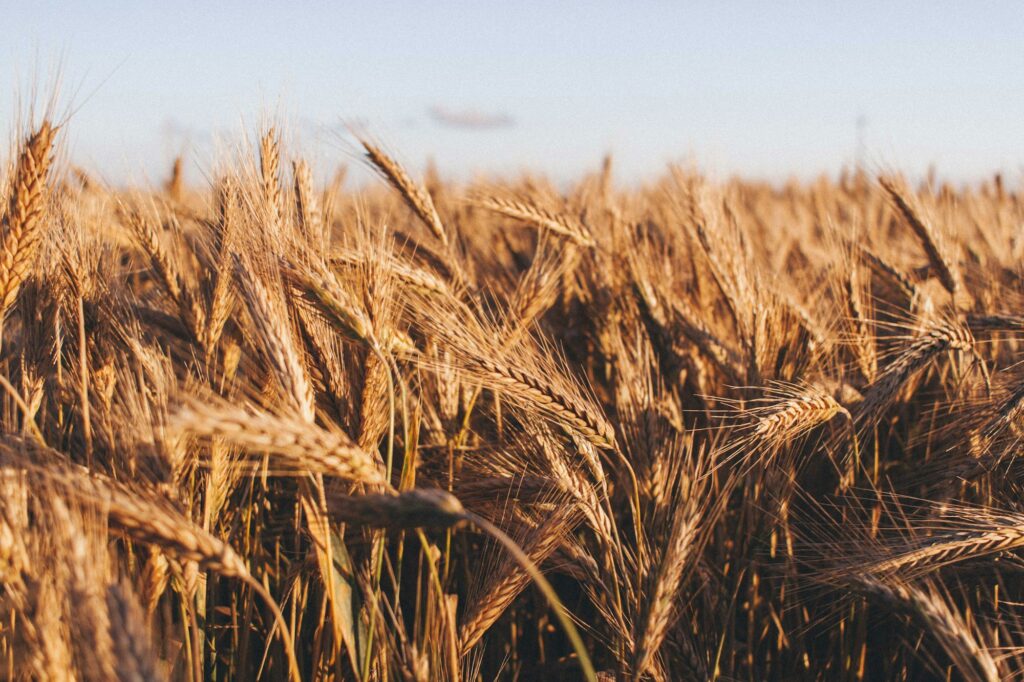 Ripe grain heads in a farm field under a pale evening sky
